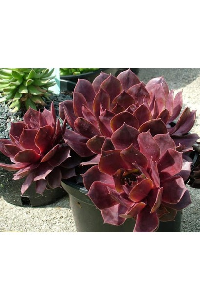 Молодило гібридне Отелло